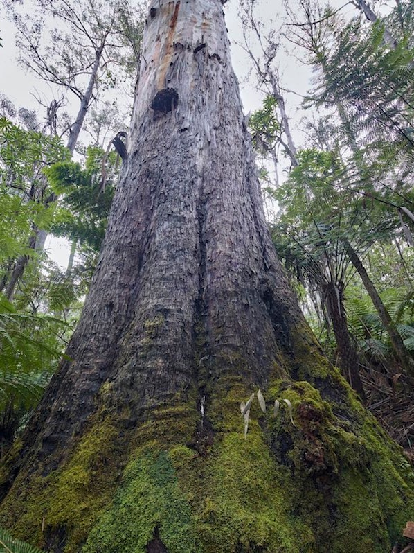 Big tree in the Kuark Forest