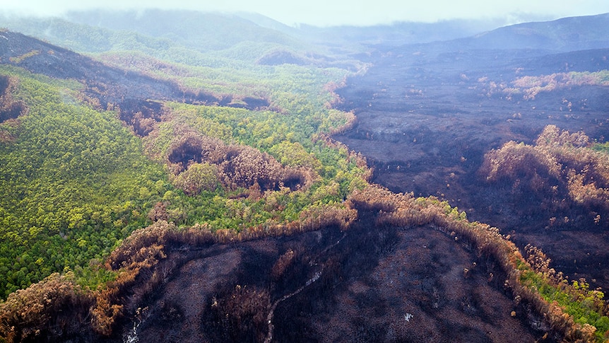 Aerial image black and green landscape after fire in Tasmania