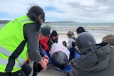 A group of rescuers use a tarp to move a stranded pilot whale onto a board to help it return to the water on a Strahan beach.