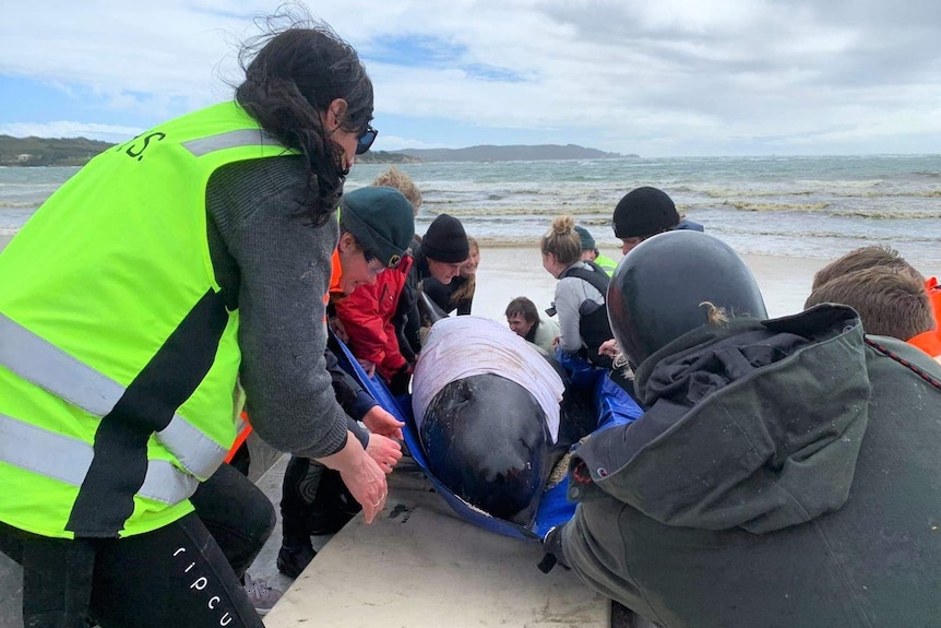 A group of rescuers use a tarp to move a stranded pilot whale onto a board to help it return to the water on a Strahan beach.