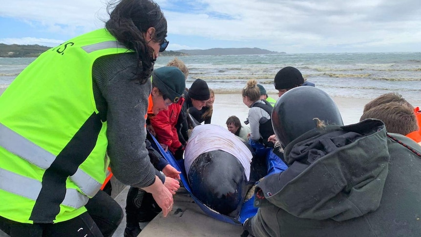 A group of rescuers use a tarp to move a stranded pilot whale onto a board to help it return to the water on a Strahan beach.