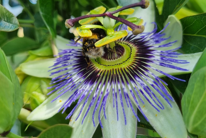 Passiflora caerulea flower with bumblee pollinating the flower.