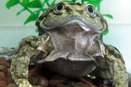 Titicaca water frog