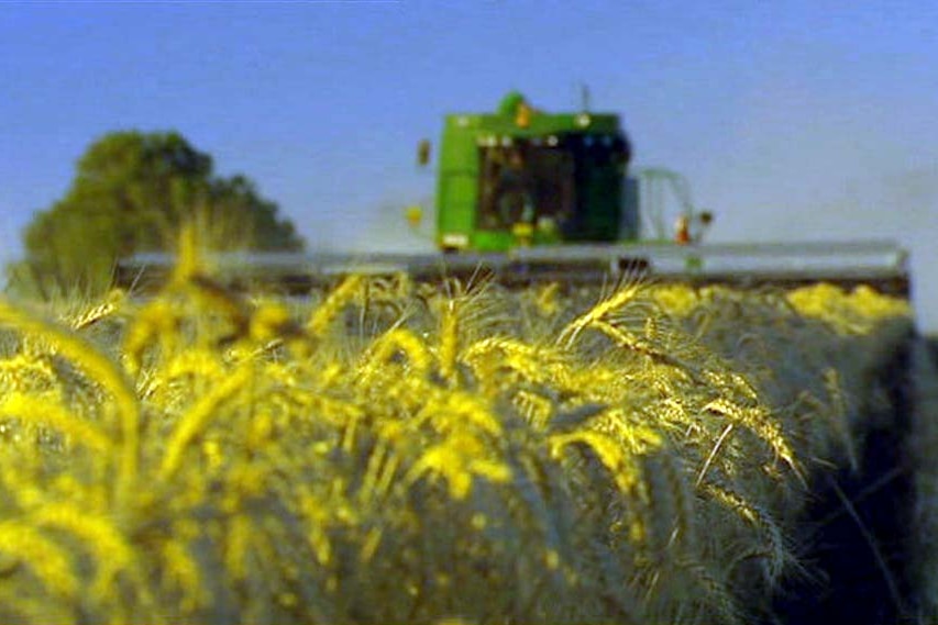 A harvester in a field of wheat