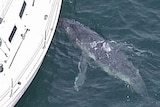 The whale calf has been trying to suckle boats in Pittwater.