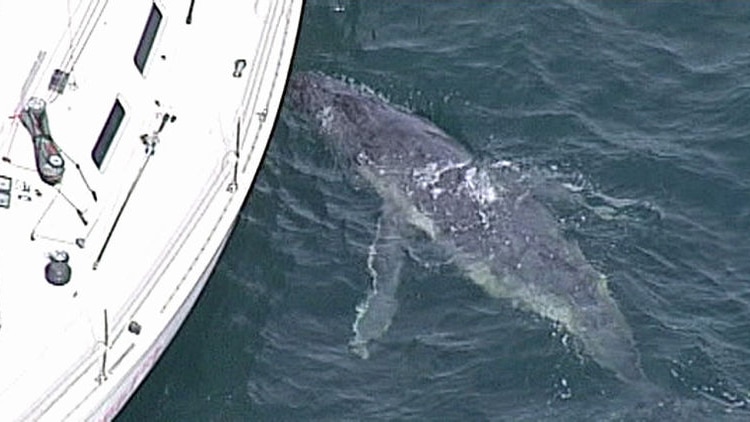 The whale calf tried to suckle from a yacht.