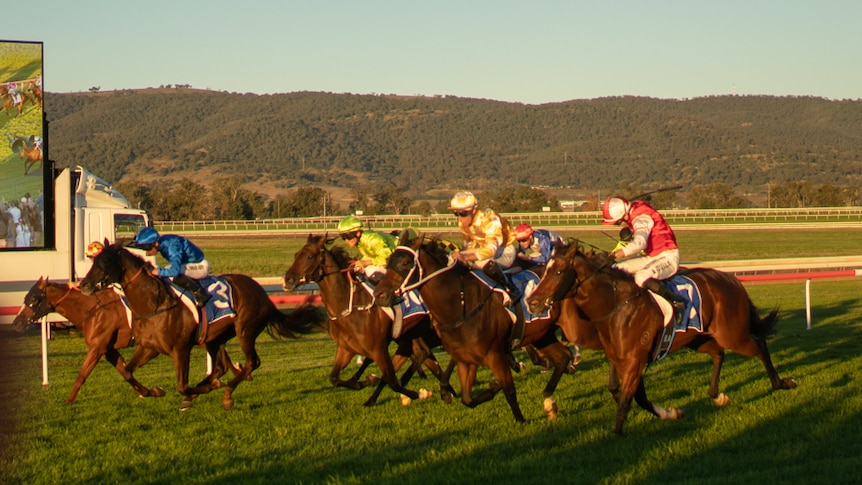 Horses running towards finish line at Scone Race Club. It is late in the day and the sun is setting into the horses' eyes