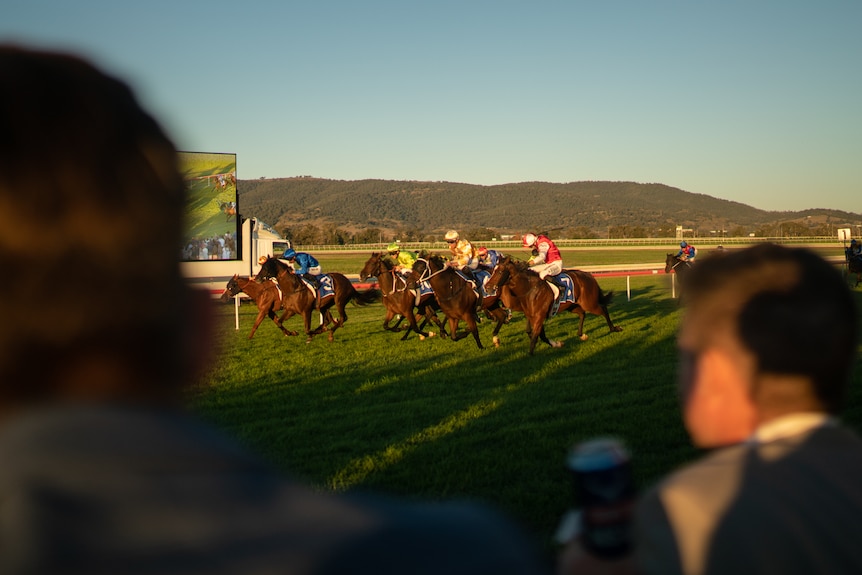 Horses running towards finish line at Scone Race Club. It is late in the day and the sun is setting into the horses' eyes