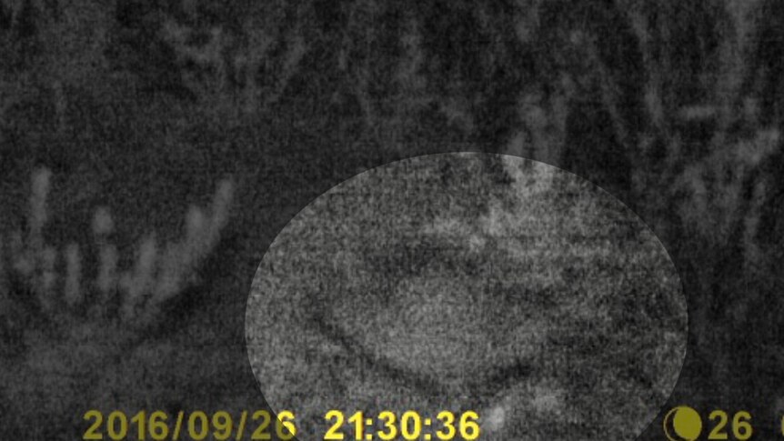A trap camera image of what appears to be the outline of a night parrot