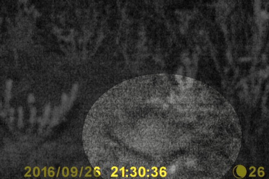 A trap camera image of what appears to be the outline of a night parrot