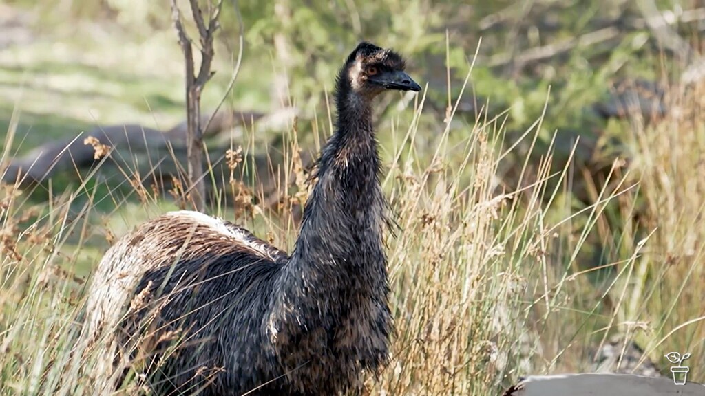 Episodes - Gardening Australia