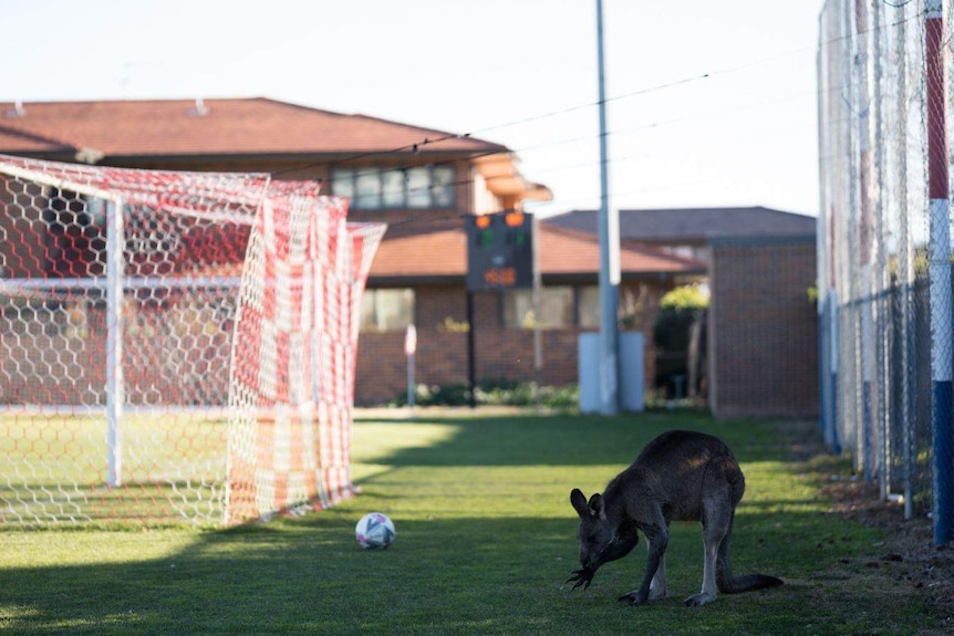 A kangaroo on a soccer field with a ball and goal behind it.