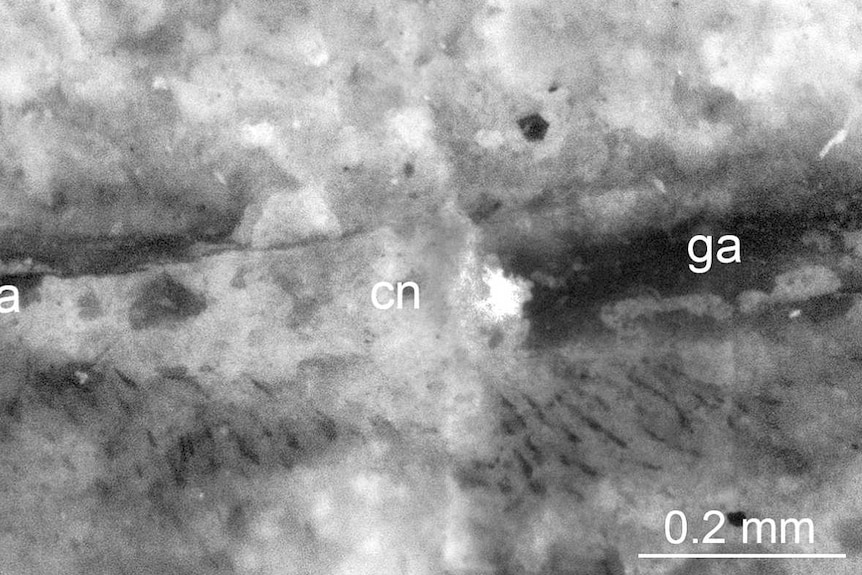 Magnification of 520-million-year-old ventral nerve cord from Chengjiangocaris kunmingenisis