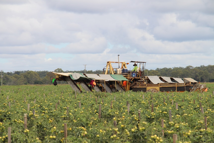 farm workers picking tomatoes with a tractor