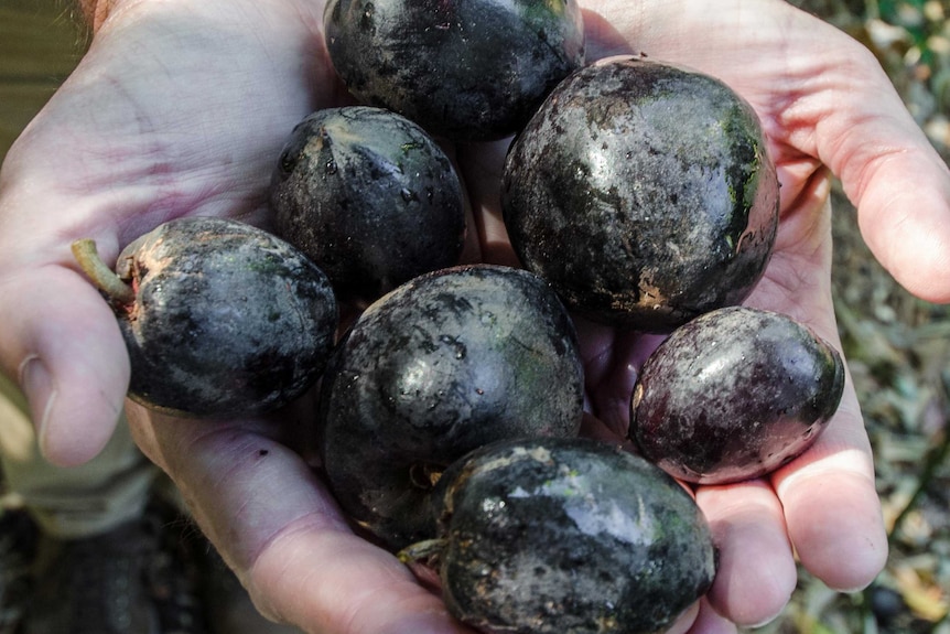 Fruit of Australia's native 'black apple' (Planchonella australis)