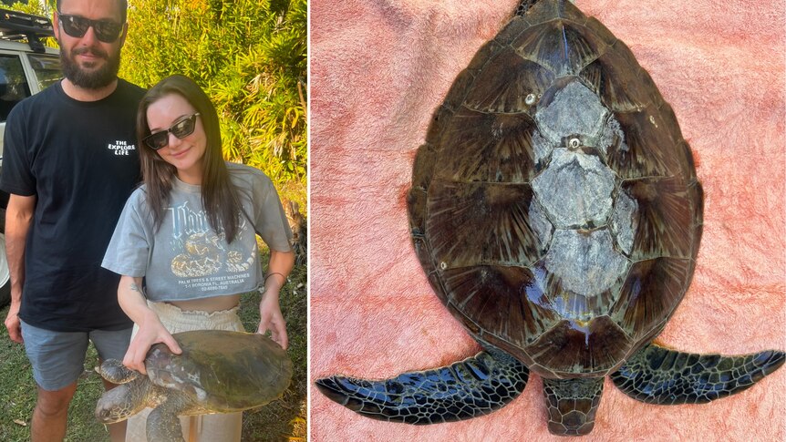 A man stands next to a shorter woman who is holding a green sea turtle.