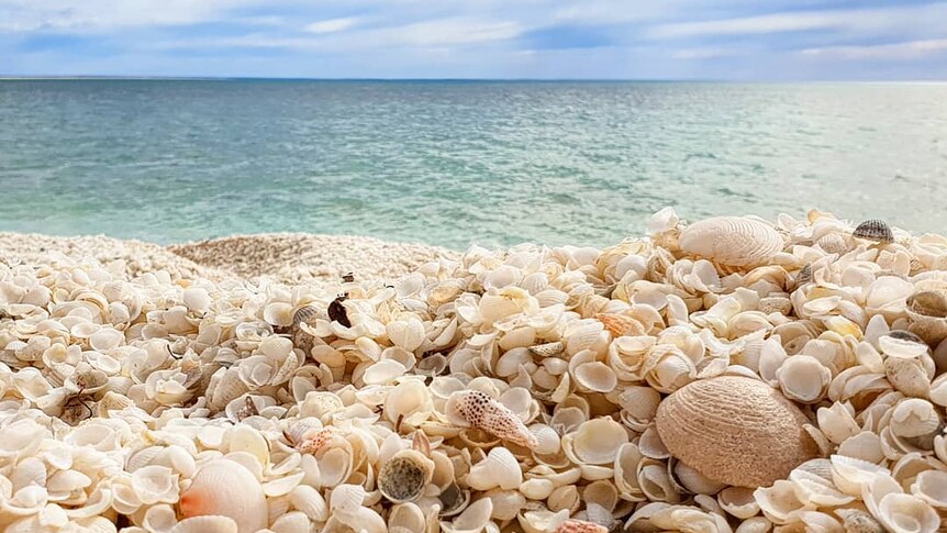 A shell beach with the ocean in the background.