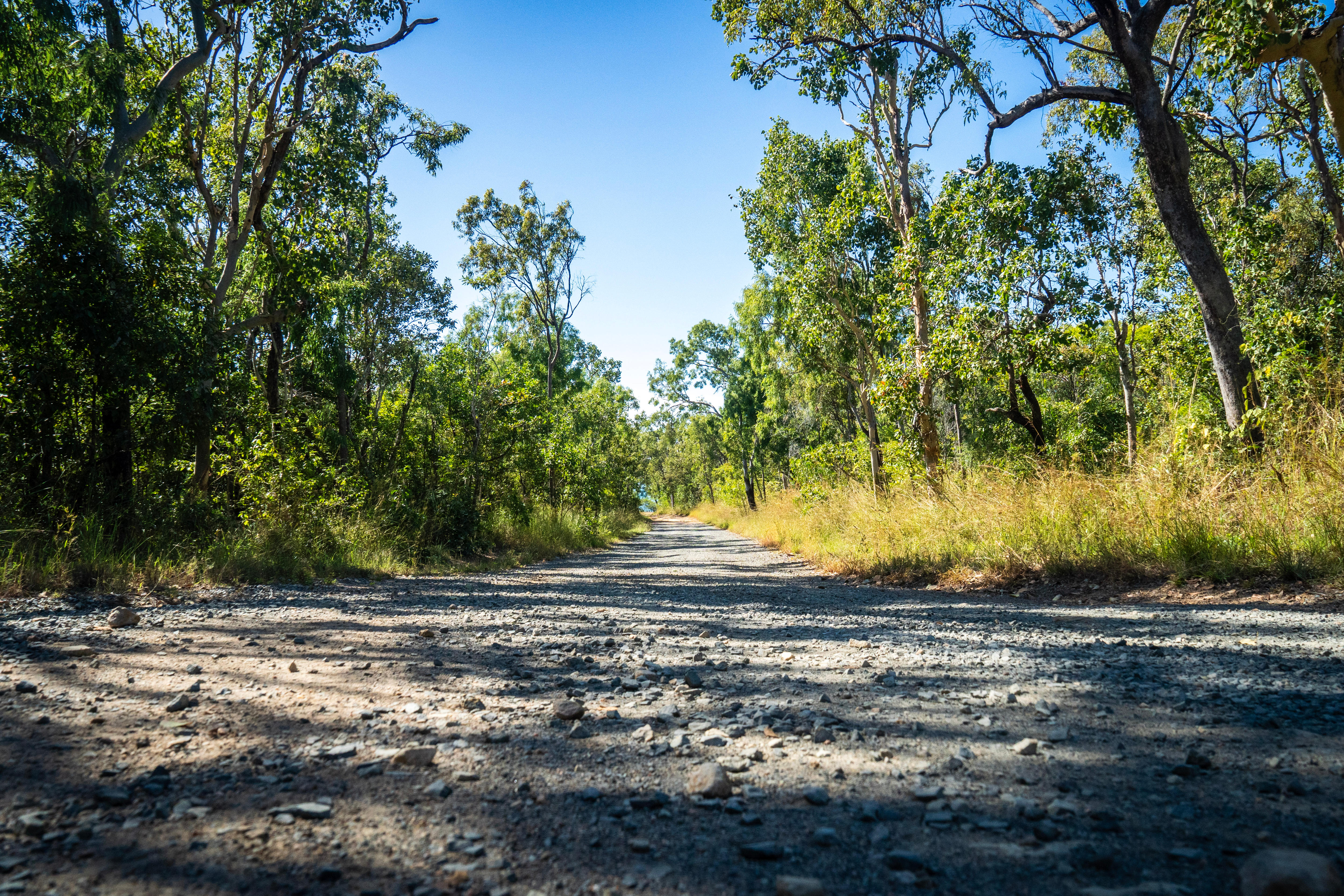 A gravel road through gum trees.