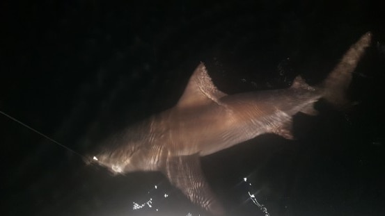 2.5m Hastings Bull Shark