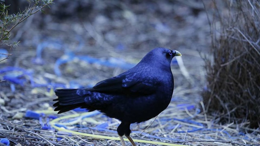 A satin bowerbird stands in front of his bower where he has collected many bright blue scraps.