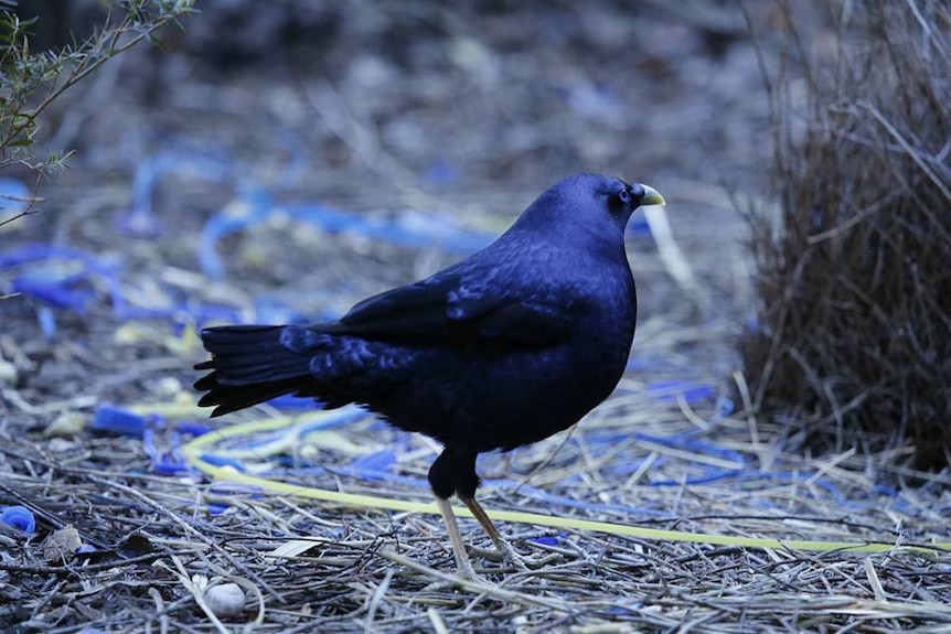 A Satin bowerbird stands in front of his bower where he has collected many bright blue scraps.
