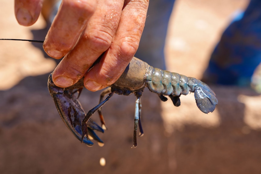 A hand holds up a yabby for the camera.