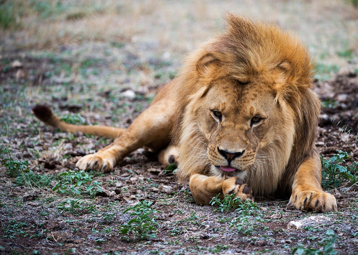 Monarto Zoo people cage to allow visitors to get up close with feeding
