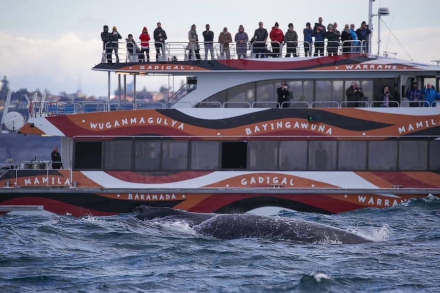The fast ferry, Ocean Dreaming 2, sails past whales with dozens of tourists on the top deck, watching