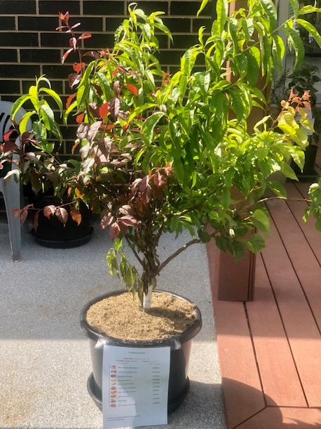 A potted fruit tree.