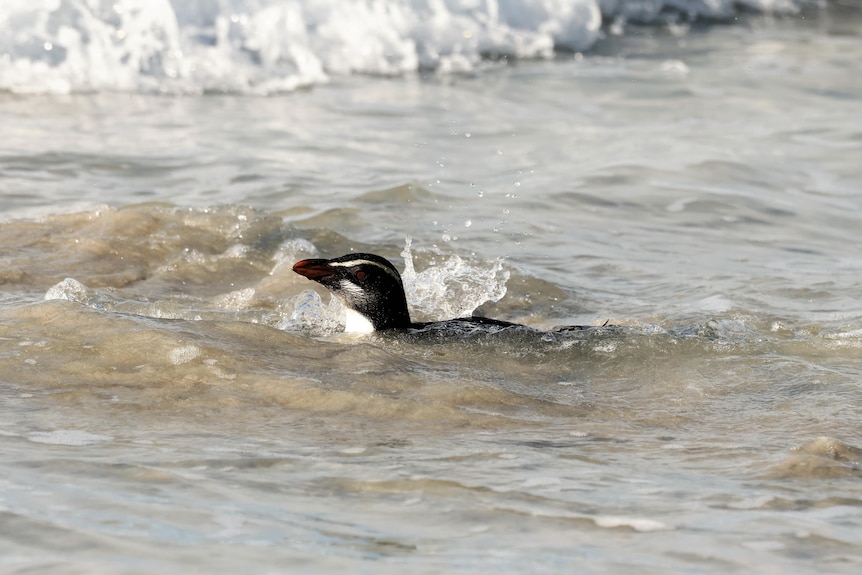 Tawaki swims in ocean