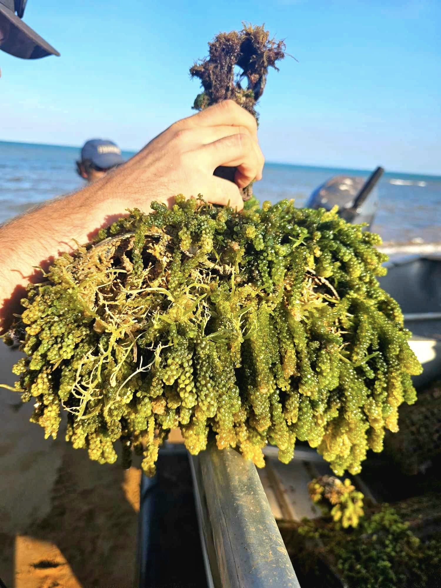 edible seaweed being held up.
