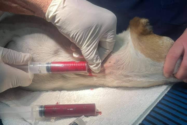A dog with a needle in its neck, donating blood.