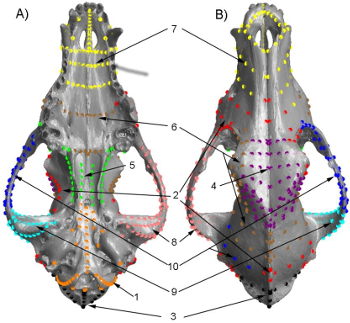 A diagram of the dingo skull from above (B) and below (A) with numbered landmark points on it