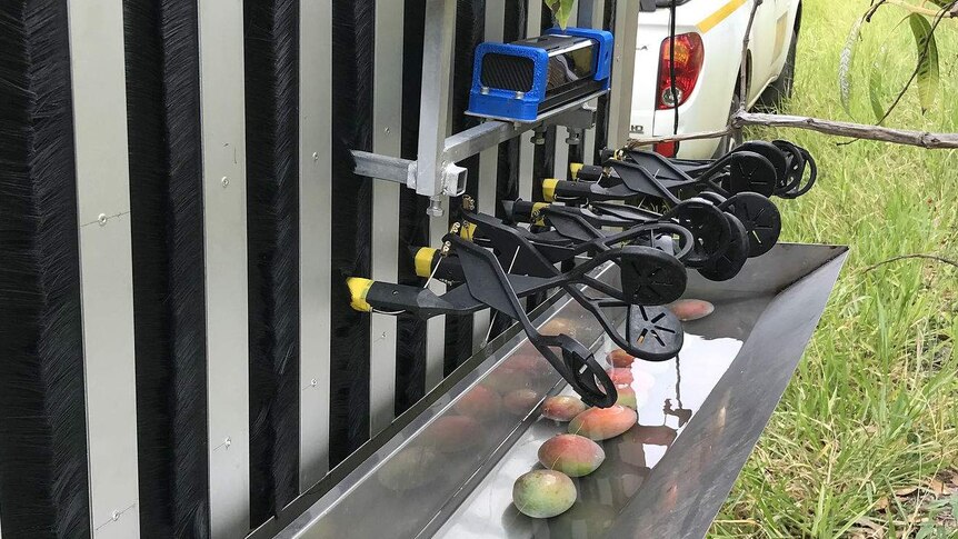 an automatic mango harvester on the back of a trailer pulled by a ute.