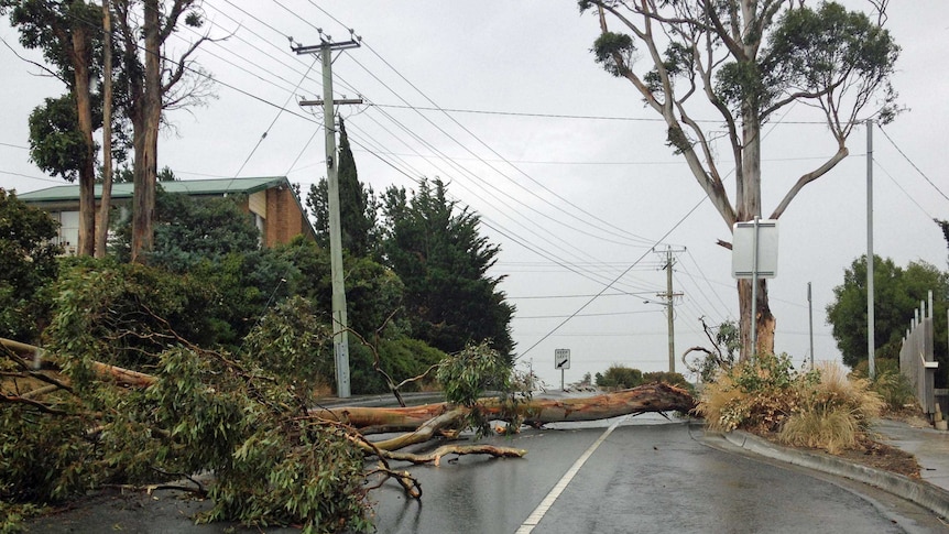 A tree blocks a street in Kingston, Tasmania after strong winds in the state's south.