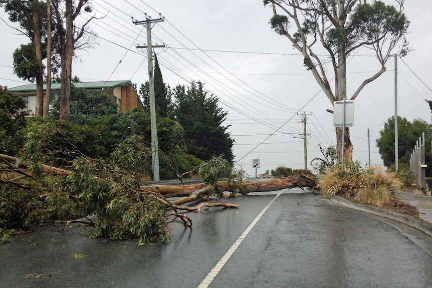 A tree blocks a street in Kingston, Tasmania after strong winds in the state's south.