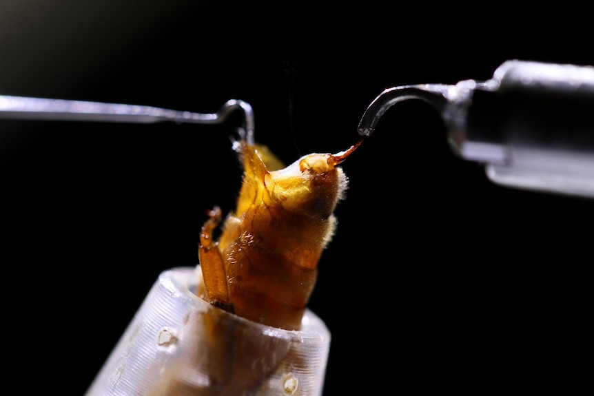 Tiny tools are used to pull apart the queen bee's tail.