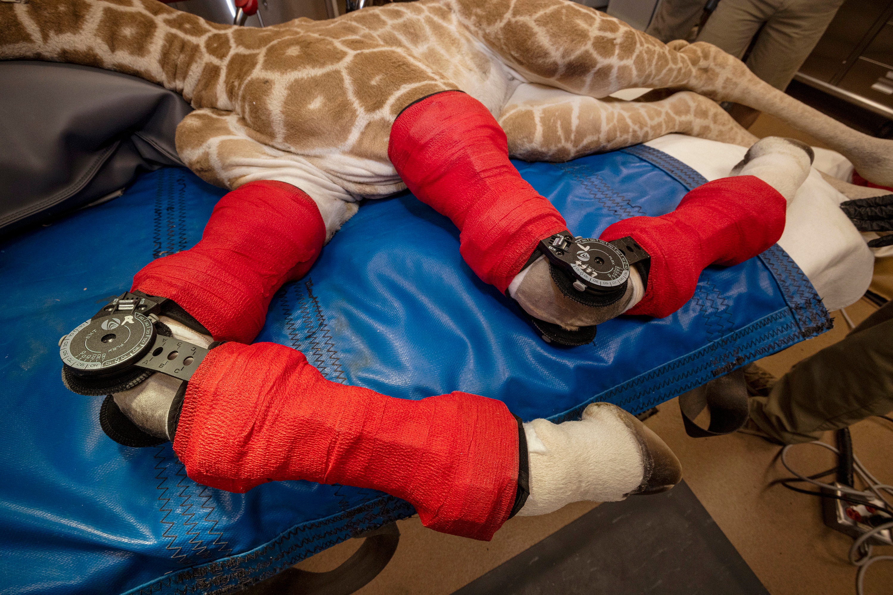 Close up of red leg braces on front legs of baby giraffe.