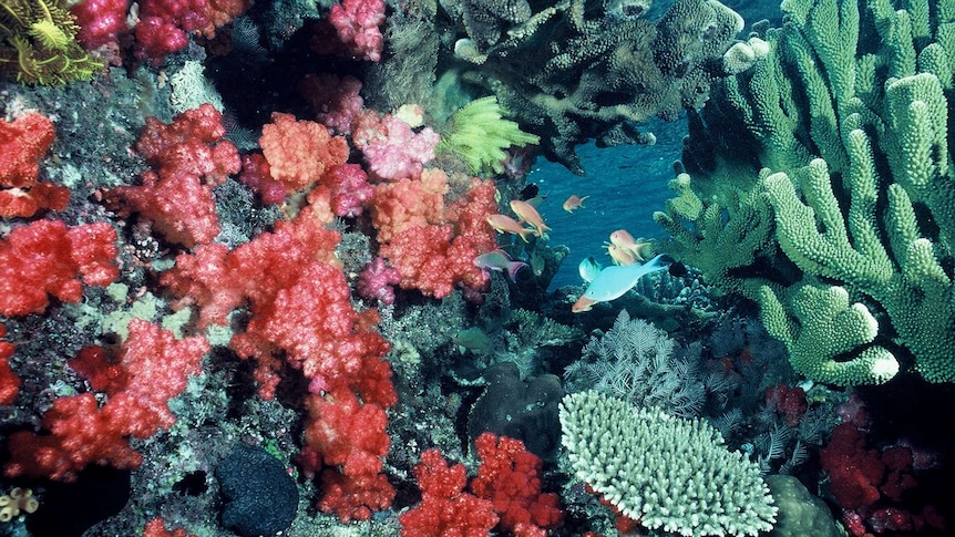 Fish swim among colourful blooms of coral underwater on the Great Barrier Reef.