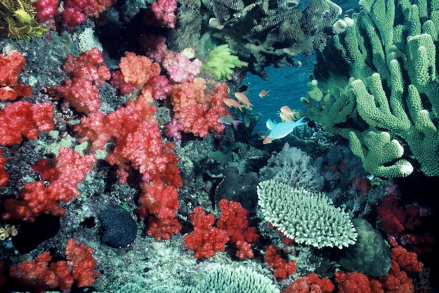 Fish swim among colourful blooms of coral underwater on the Great Barrier Reef.