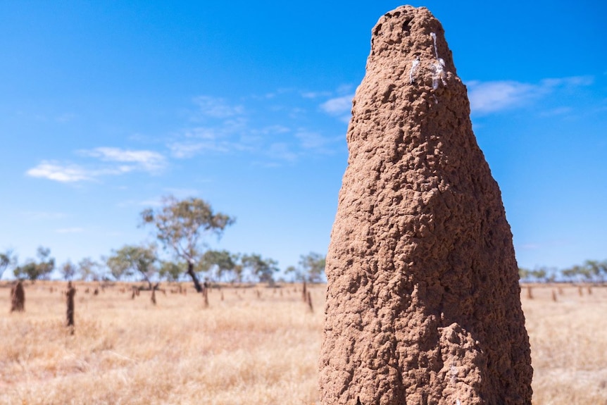 A termite mound in Central Australia