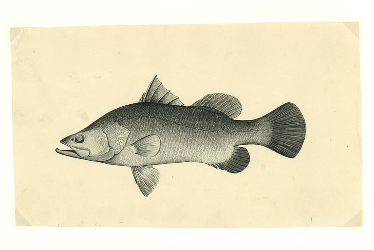 Illustration of barramundi