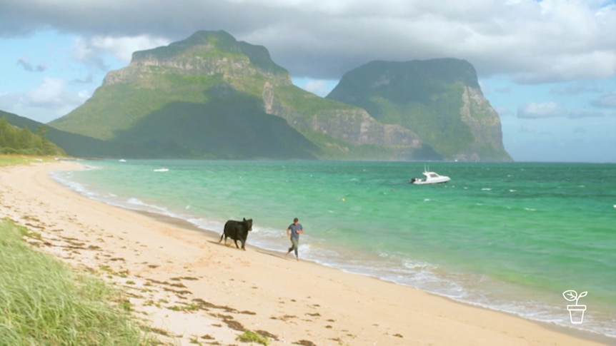 Tropical beach with man running with a cow on the sand!