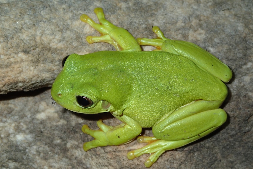 Green Tree Frogs (Litoria caerulea) are the ones that appear to be dying.
