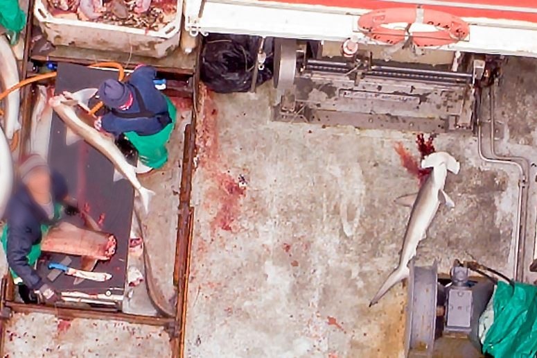 An aerial image shows a man looking up from cutting up shark meat, while a hammerhead shark bleeds on the deck.
