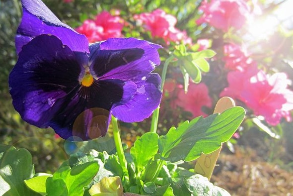 A purple pansy flower