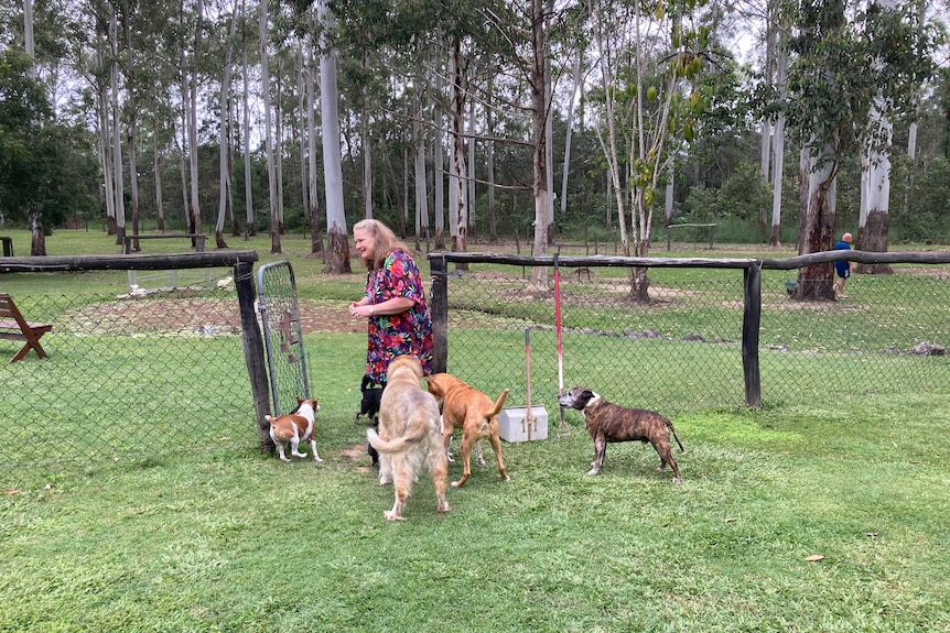 A woman sanding at a gate in an old paddock with a pack of dogs around her