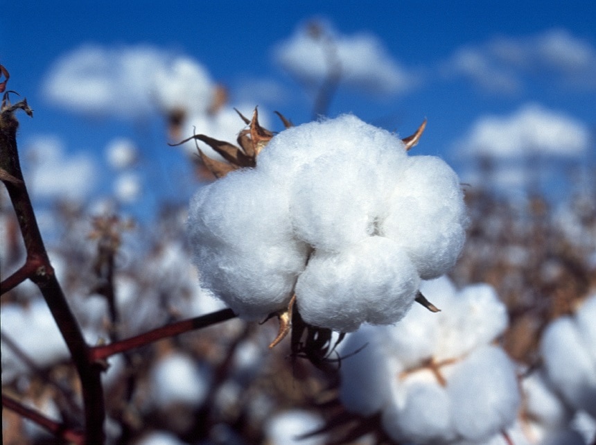 Australian Cotton