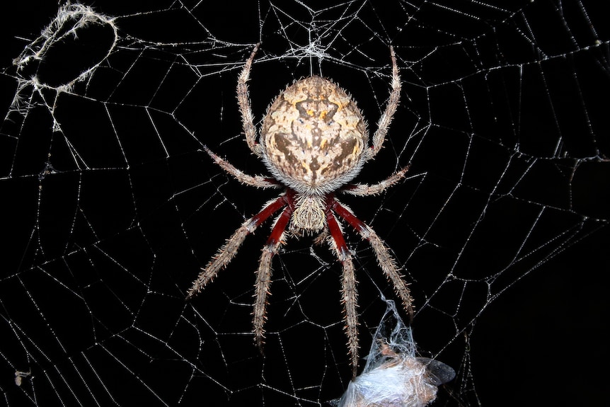 Close up of an Australian garden orb weaver spider on a web