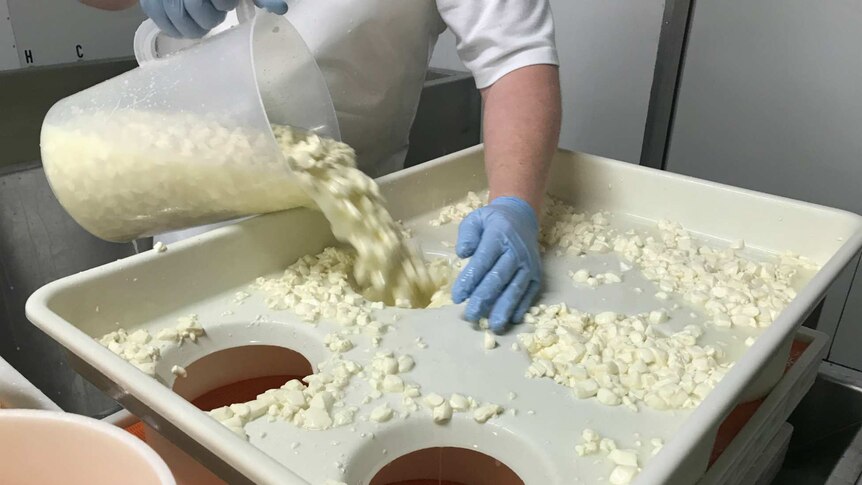 Chunks of unset cheese being poured into a plastic mould with six round holes in it.